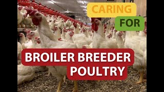 Caring for Broiler Breeder Poultry [upl. by Eenyaj]