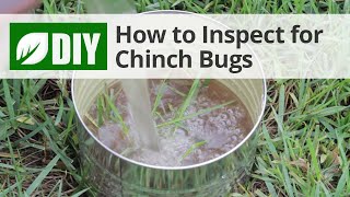 How to Inspect for Chinch Bug Damage  DoMyOwncom [upl. by Anauqat]