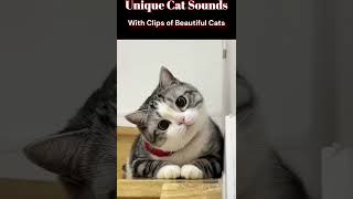 Hilarious Cat Sounds Unique Clips of Funny Cats funny video mini funnyanimals [upl. by Kulda]