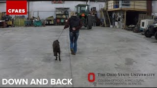 Ohio Dog 4 H Showmanship Basics and Patterns [upl. by Clarkin406]