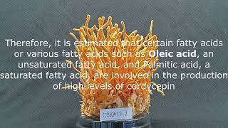 How to increase the level of Cordycepin content of Cordyceps militaris [upl. by Madison515]