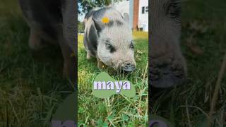 Maya mowing the grass arthursacres cuteanimals compassioniscontagious peacelovepigs pigs [upl. by Dilahk]