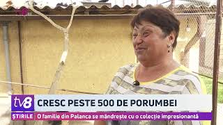 Cresc peste 500 de porumbei O familie din Palanca se mândrește cu o colecție impresionantă [upl. by Ennylyak]