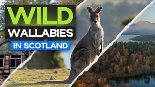 Wild WALLABIES in SCOTLAND  A Weekend Adventure [upl. by Aznarepse]