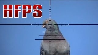 Slow Motion Airgun Pigeon Hunting 13 [upl. by Arlette]