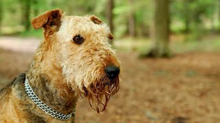 The Amazing Airedale Terrier The Ideal Equestrian Companion [upl. by Vashtia]