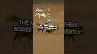 Debunking Camel Hump Myths The Truth Animal Myths 13 [upl. by Odlavso]