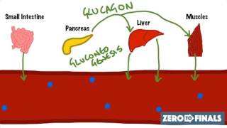 Blood Glucose Regulation and Diabetes [upl. by Tat654]