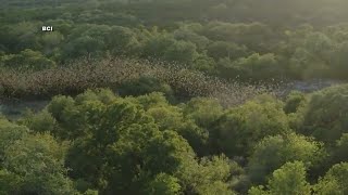 Will Texas bats take flight during the solar eclipse [upl. by Kalb]