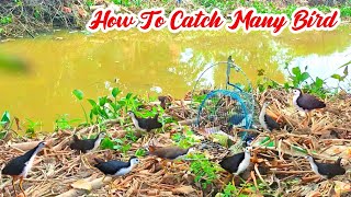 How To Catch Many BirdBest Techniques To Hunt Birds [upl. by Notgnirra]