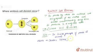 Where amitosis cell division occur [upl. by Euqinaj348]