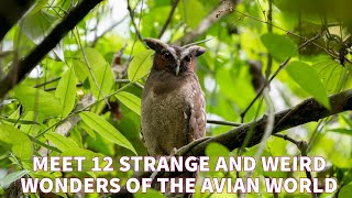 Wild birds channel  12 Strange and Weird wonders of the avian World [upl. by Annairda]