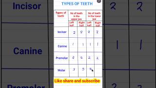 TYPES OF TEETH  FUNCTION OF TEETH teeth biologyshortsfeed shorts [upl. by Nylqcaj]