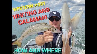 WHITING  CALAMARI  WESTERN PORT FISHING [upl. by Edia430]