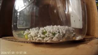 Hornworm amp wasps hatching [upl. by Htezzil575]