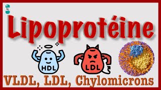 Lipoprotéines  VLDL HDL LDL Chylomicrons Cholestérol [upl. by Ayit841]