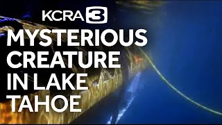 Mysterious creature spotted in depths of Lake Tahoe [upl. by Nolie]