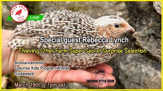 Coturnix Corner LIVE  special guest Rebecca Lynch [upl. by Wallford]