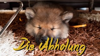 Wir holen unseren Welpen Akamaru ab 🐶 Eurasier 8 Wochen alt  Life of Akamaru 002 [upl. by Annoda]