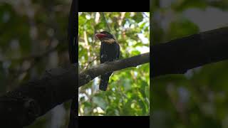 Dusky Broadbill wildbirds shortvideo nature subscribe shortsfeed shorts short birds [upl. by Neelsaj]