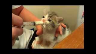 Hand feeding an abandoned Kitten [upl. by Assirrac811]