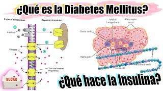 Qué es la DIABETES y qué hace la INSULINA  FISIOPATOLOGÍA DIABETES MELLITUS 11 [upl. by Kilmarx447]