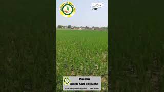 Rice crops supliment crops products information amberagro [upl. by Valma245]