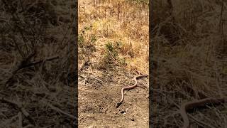 La serpiente chirriónera látigo o chicotera coachwhip [upl. by Tybi]