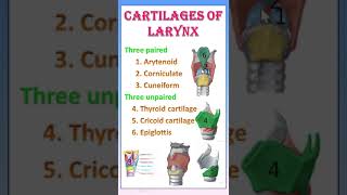 TIPS 28 CARTILAGES OF LARYNX  ANATOMY [upl. by Picco]