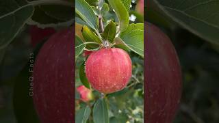 How to Grow Apple Tree at Home 🍎🍏 Unique Technique of Planting farming plants shorts [upl. by Mylander]