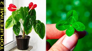 10 Plantas Que Atraen la Buena Suerte [upl. by Nnyroc]