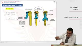 Embriología Desarrollo del sistema digestivo Intestino anterior esófago [upl. by Ridgley]