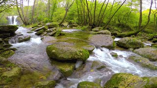 10 HOURS Morning Bird Songs and River Sounds for the Best Start of the Day  Morning River 4K UHD [upl. by Swithbart]