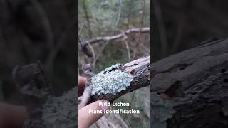 Wild Lichen Plant Identification  Medicinal Plants 🕊 herbalism foraging [upl. by Eico811]