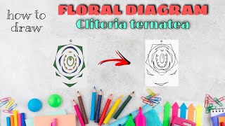 HOW TO DRAW FLORAL DIAGRAM OF CLITORIA TERNATEA  மலர் வரைபடம் வரையும் முறை கிளைடோரியா [upl. by Eehsar]