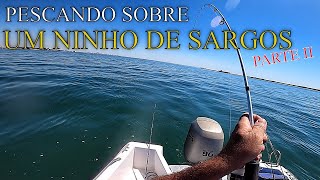 PESCANDO SOBRE UM quotNINHOquot DE SARGOS PARTE II WHITE SEA BREAM  鲷鱼白鲷  Brema دنيسدنيس الصيد سيرجوس [upl. by Airebma]