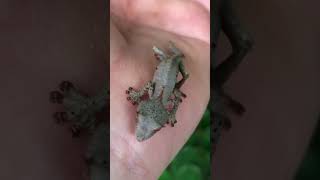 Uroplatus Phantasticus gecko ‘Vixen’ 🥀🖤 cuteanimals gecko reptiles exoticpets [upl. by Eri]