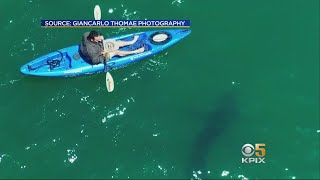 Great White Shark Sightings on the Rise in Monterey Bay [upl. by Kurtz933]