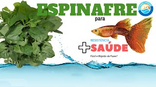 Dê ESPINAFRE para seu guppy  lebistes  guppies  guppys  COMO FAZER [upl. by Alick]