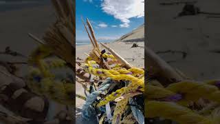 Extreme Beachcombing A Journey Along the Sand in Search of Driftwood beachcombing driftwood [upl. by Aisan]