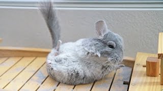 Chinchilla Dust Bath on DRY ICE [upl. by Doloritas]