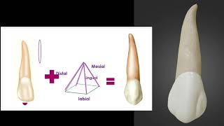 Upper canine quot upper cuspid quot [upl. by Luise]