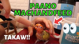 PAANO MAG HAND FEED NG LOVEBIRD  BEST HAND FEEDING FORMULA  PIKOY HANDFEED FORMULA [upl. by Faruq]