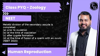 Meiotic division of the secondary oocyte is completed a prior to ovulation b at the time of c [upl. by Connors]