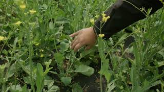 Growing Canola in Canada [upl. by Llenehc]