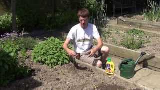 How To Transplant Your Coriander Seedlings [upl. by Hudson]