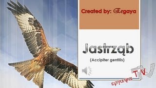 Jastrząb jastrząb gołębiarz Accipiter gentilis [upl. by Perni310]