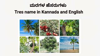 Trees name in Kannada and English  ಮರಗಳ ಹೆಸರು ಕನ್ನಡ ಮತ್ತು ಇಂಗ್ಲಿಷ್ [upl. by Ninehc]