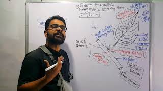 पत्ती की संरचना एवं प्रकार  Structure of leaf and types  Morphology of Leaf in Hindi आकारिकी [upl. by Ydnec]