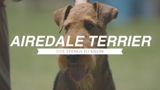 AIREDALE TERRIER FIVE THINGS YOU SHOULD KNOW [upl. by Conni]